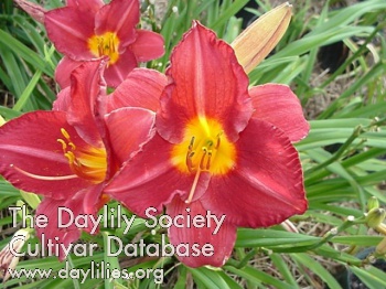 Daylily Flamenco Queen